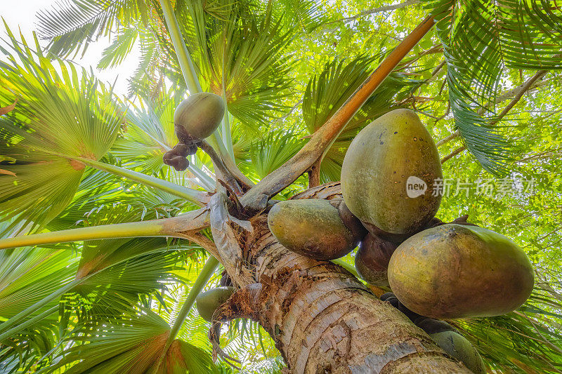 流行种椰子命名为“Coco De Mer”(Lodoicea，海椰子，Lodoicea maldivica)，热带棕榈树在自然保护区Vallee De Mai，塞舌尔，Praslin